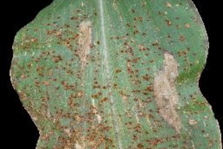 A corn leaf covered in Common rust pustules, one of the samples PlantClassy diagnoses.