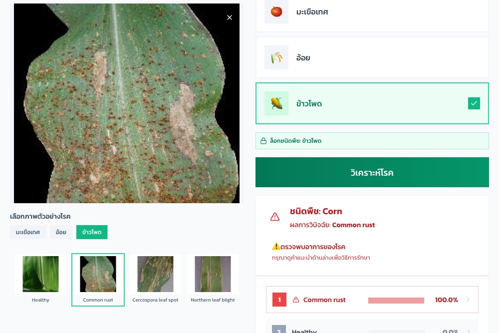 PlantClassy diagnosing a corn leaf sample: Common rust, 100.0% probability, ahead of Healthy and Cercospora leaf spot.